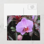 Orchid in de tuin briefkaart (Voorkant / Achterkant)
