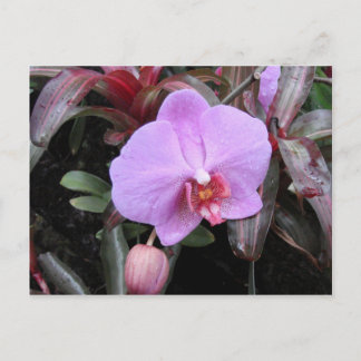 Orchid in de tuin briefkaart