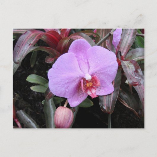 Orchid in de tuin briefkaart (Voorkant)