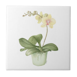 Orchid in een groene pot met botanische keramische tegeltje