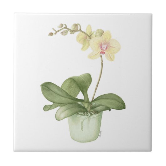 Orchid in een groene pot met botanische keramische tegeltje (Voorkant)