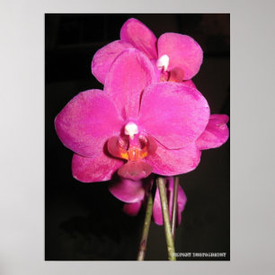Orchid in het Poster Bloom