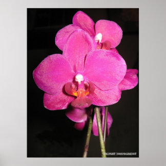 Orchid in het Poster Bloom