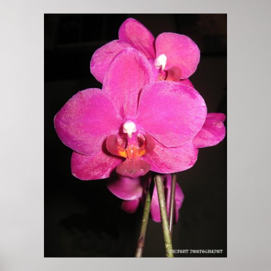 Orchid in het Poster Bloom (Voorkant)