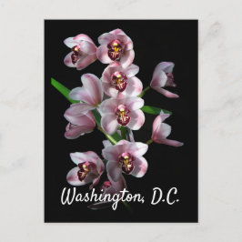 Orchid Insanity on Black, Washington, DC Briefkaart