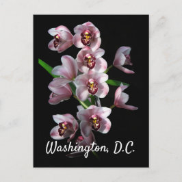Orchid Insanity on Black, Washington, DC Briefkaart