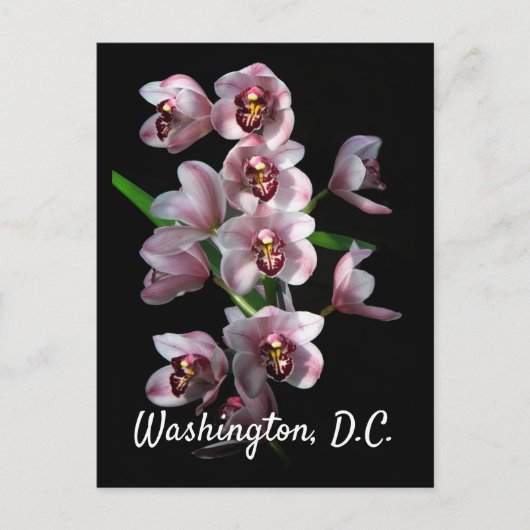 Orchid Insanity on Black, Washington, DC Briefkaart (Voorkant)
