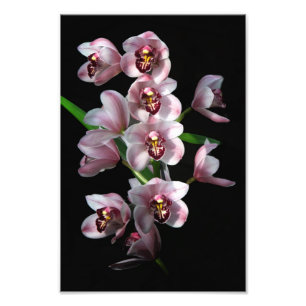 Orchid Insanity op zwart Foto Afdruk