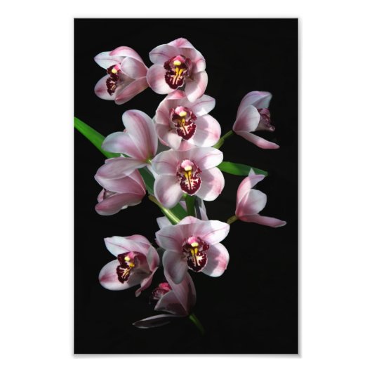 Orchid Insanity op zwart Foto Afdruk (Voorkant)