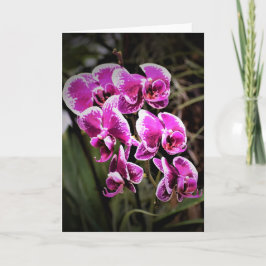 Orchid, kaart