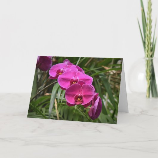 Orchid, kaart (Voorkant)