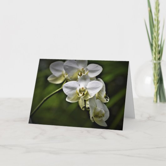 Orchid, kaart (Voorkant)