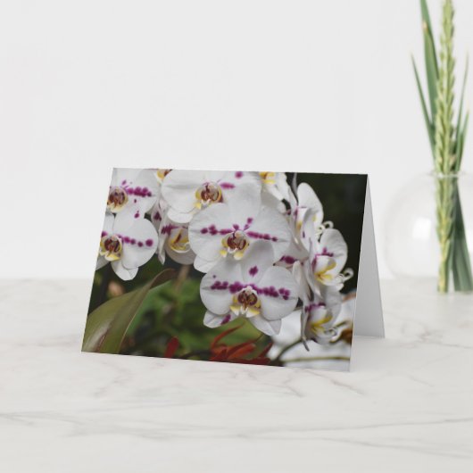 Orchid, kaart (Voorkant)