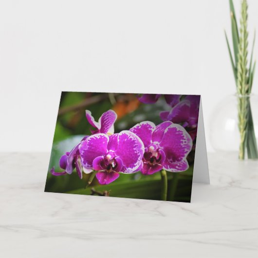 Orchid, kaart (Voorkant)