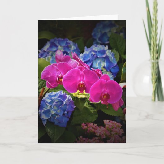 Orchid, kaart (Voorkant)