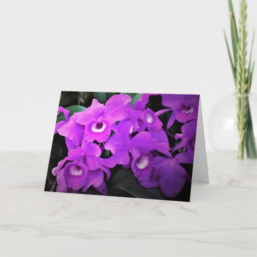 Orchid, kaart (Voorkant)