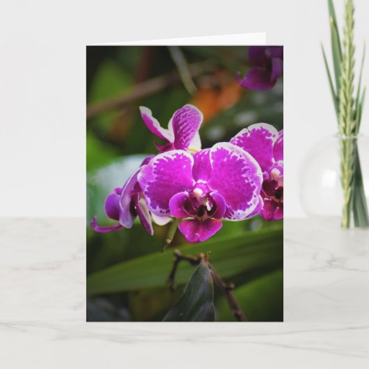 Orchid, kaart (Voorkant)