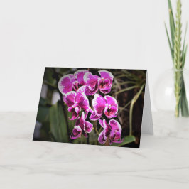 Orchid, kaart