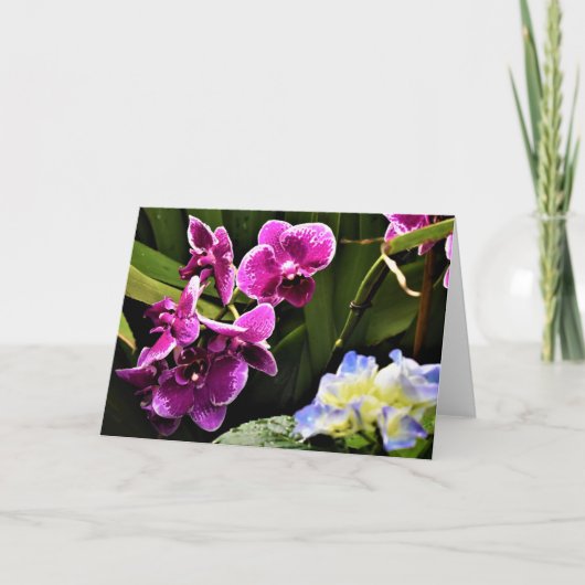 Orchid, kaart (Voorkant)