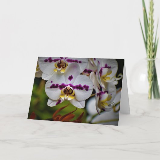 Orchid, kaart (Voorkant)