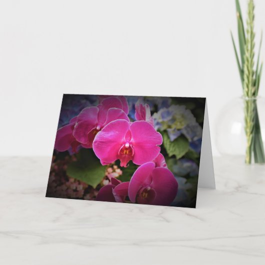 Orchid, kaart (Voorkant)