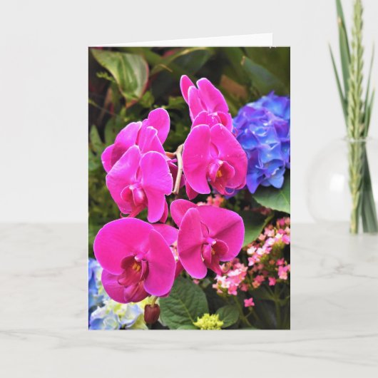 Orchid, kaart (Voorkant)