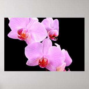 Orchid Love Poster