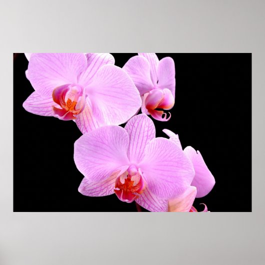 Orchid Love Poster (Voorkant)