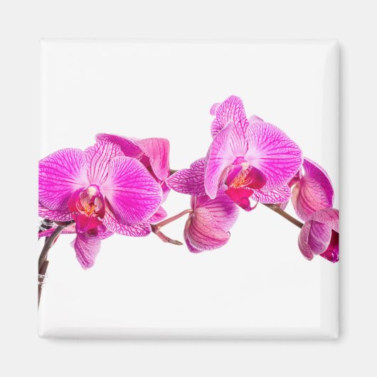 Orchid Magneet (Voorkant)