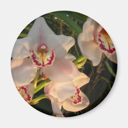 Orchid Magneet (Voorkant)