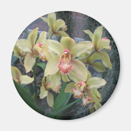 Orchid Magneet (Voorkant)