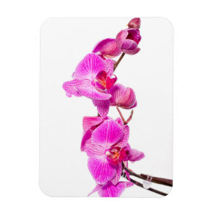Orchid Magneet
