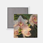 Orchid Magneet (Voorkant / Achterkant)