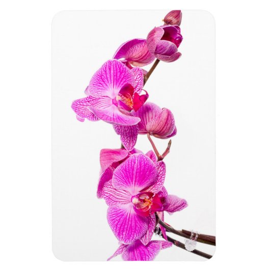Orchid Magneet (Verticaal)