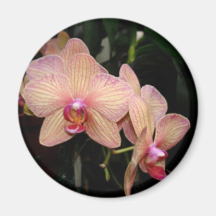 Orchid Magnet