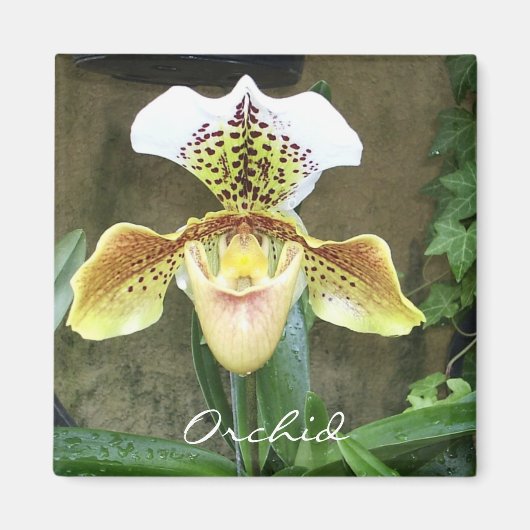Orchid Magnet (Voorkant)