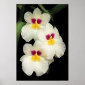 Orchid - Miltoniopsis - de drie amigos Poster (Voorkant)