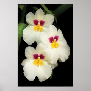 Orchid - Miltoniopsis - de drie amigos Poster