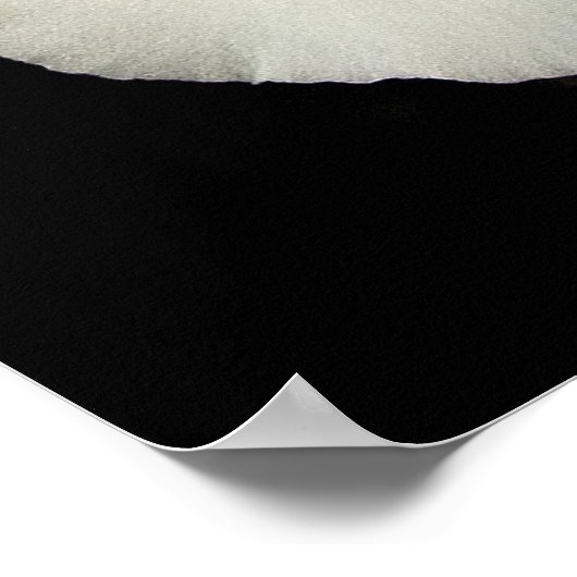 Orchid - Miltoniopsis - de drie amigos Poster (Hoek)