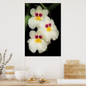 Orchid - Miltoniopsis - de drie amigos Poster (Keuken)