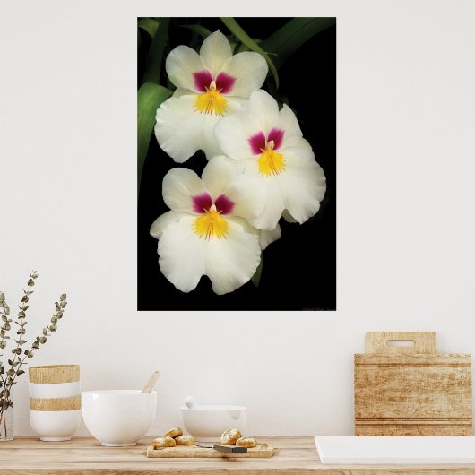 Orchid - Miltoniopsis - de drie amigos Poster (Keuken)