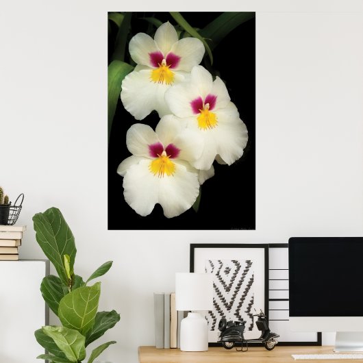 Orchid - Miltoniopsis - de drie amigos Poster (Thuiskantoor)