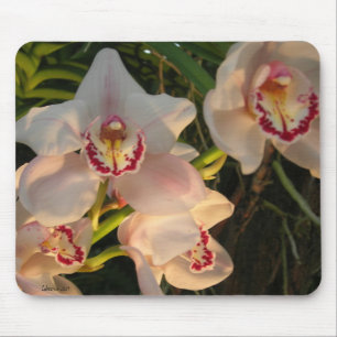 Orchid Muismat