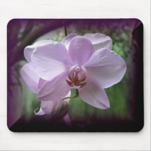 Orchid Muismat
