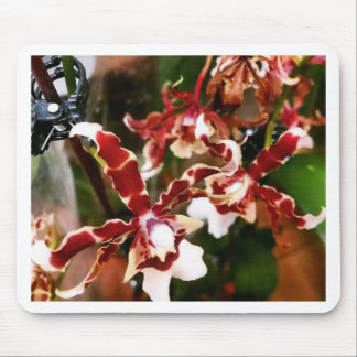 Orchid Muismat