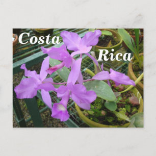 Orchid — Nationale Bloem van Costa Rica Briefkaart