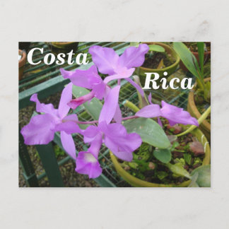 Orchid — Nationale Bloem van Costa Rica Briefkaart