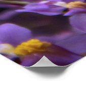 Orchid Oncidium Twinkle Poster (Hoek)