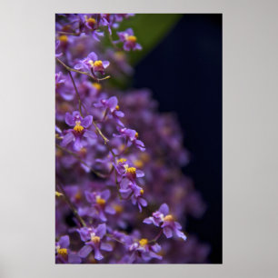 Orchid Oncidium Twinkle Poster