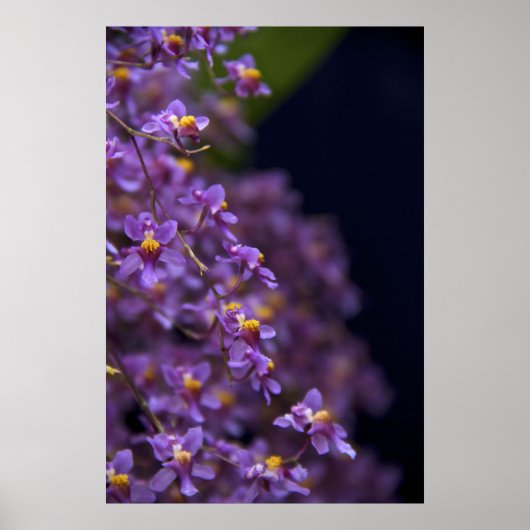 Orchid Oncidium Twinkle Poster (Voorkant)